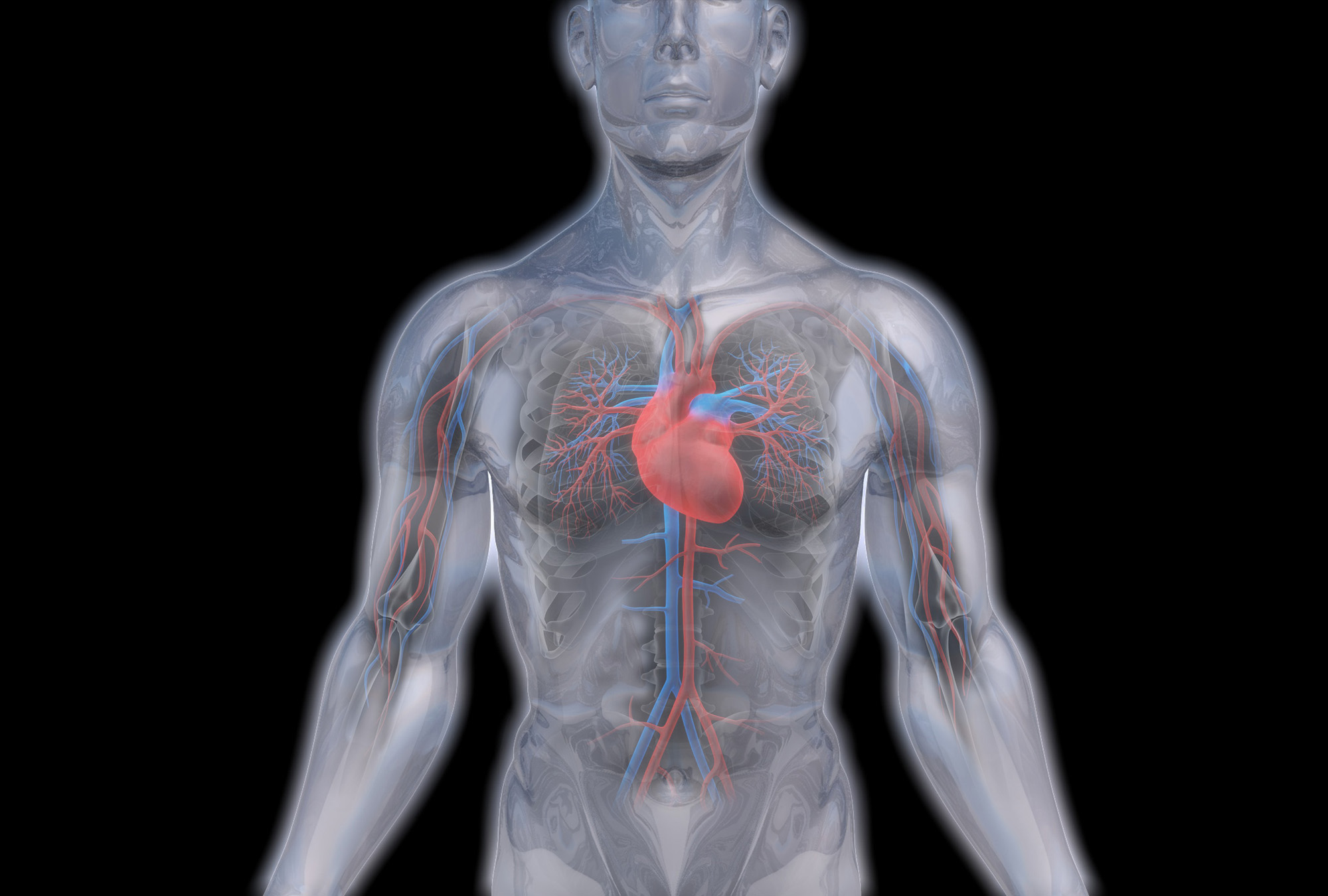 Design Quer Visualisierung Blutkreislauf